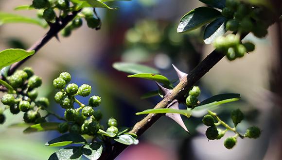 Sichuan pepper industry thrives in SW China's Yunnan 	 	Zhaotong city in southwest China's Yunnan Province has blazed a path to rural revitalization by developing a thriving Sichuan pepper industry—balancing ecological protection with economic growth, and blending tradition with cutting-edge technology.